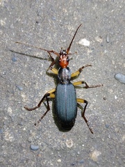Galerita orientalis