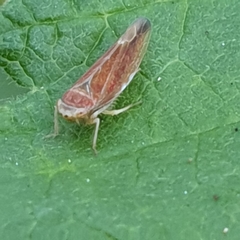 Idiodonus cruentatus