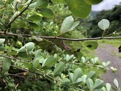 Dendrolobium dispermum