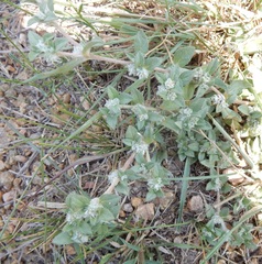 Gossypianthus lanuginosus