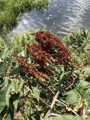 Rhus glabra
