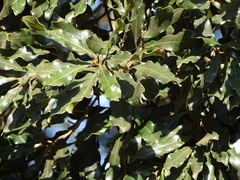 Euclea natalensis natalensis