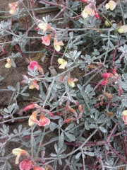 Lotus bryantii