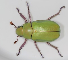 Chrysina beyeri