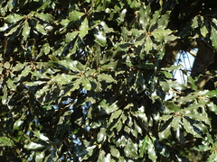 Euclea natalensis natalensis