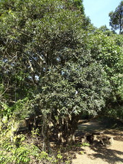 Euclea natalensis natalensis