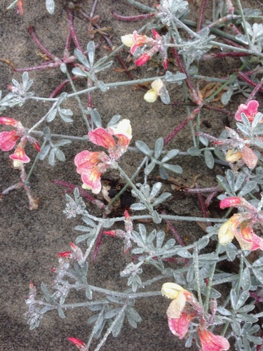 Image of Acmispon niveus by (c) Adam J. Searcy, some rights reserved (CC BY)