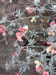 Lotus bryantii