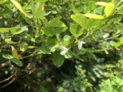 Dendrolobium dispermum