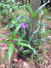 Ruellia simplex image