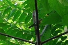 Piranga olivacea