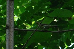 Piranga olivacea