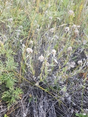 Leontopodium leontopodioides