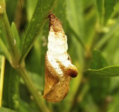 Limenitis archippus archippus