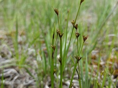Scleria verticillata