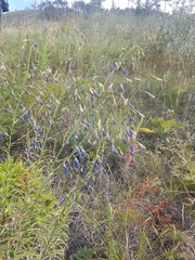 Adenophora stenanthina