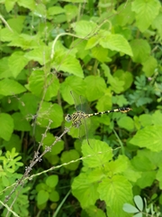 Paragomphus lineatus