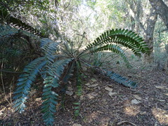 Encephalartos ferox