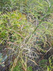 Adenophora stenanthina