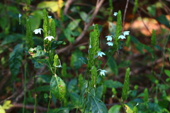 Ecbolium ligustrinum