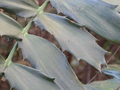 Encephalartos ferox