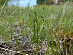 Scleria verticillata