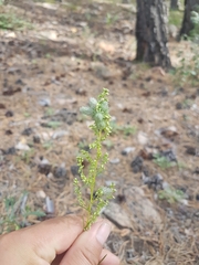 Artemisia desertorum