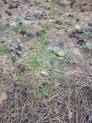 Artemisia desertorum