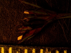 Scleria verticillata