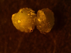 Scleria verticillata