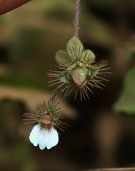 Blepharis maderaspatensis