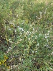 Astragalus melilotoides