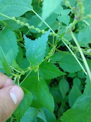 Boehmeria cylindrica