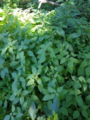 Boehmeria cylindrica