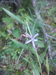 Asyneuma campanuloides