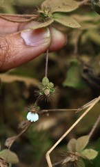 Blepharis maderaspatensis