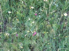 Vicia sativa nigra