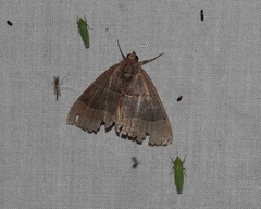 Parallelia bistriaris