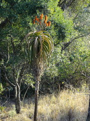 Aloe rupestris