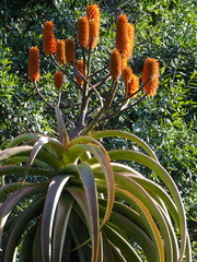 Aloe rupestris