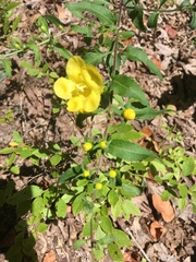 Aureolaria grandiflora