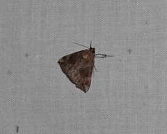 Hypena manalis