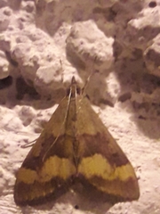 Pyrausta flavofascialis