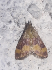 Pyrausta flavofascialis