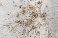 Leuronychus pacificus