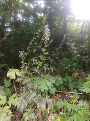 Delphinium fedorovii