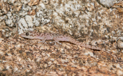 Phyllodactylus nocticolus