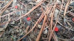 Sarcoscypha occidentalis