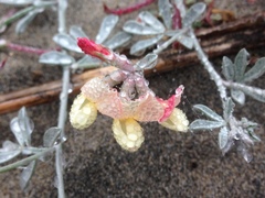 Lotus bryantii