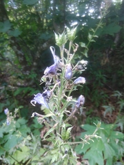 Delphinium fedorovii